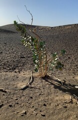 Calotropis procera image