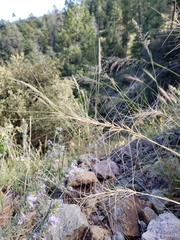 Elymus elymoides elymoides