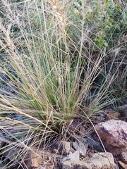 Elymus elymoides elymoides