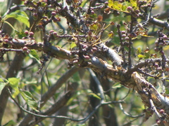 Burseraceae