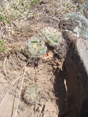 Mammillaria jaliscana jaliscana