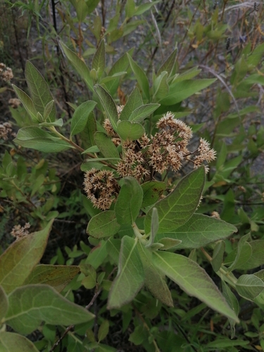 Tessaria fastigiata, photograph 6