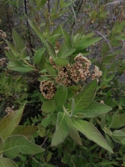 Tessaria fastigiata, photograph (c) Alejandro Bruno Miranda-Calle, some rights reserved (CC BY)