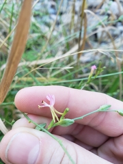 Oenothera podocarpa