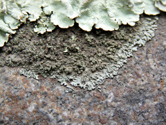 Physconia isidiomuscigena