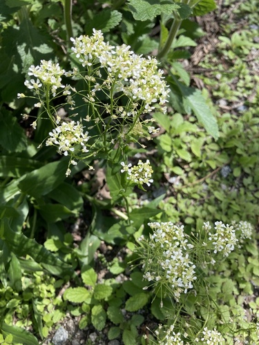 iNaturalist observation photo of Pepperweeds