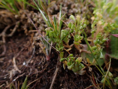Image of Montia linearis by (c) Noah How, some rights reserved (CC BY)
