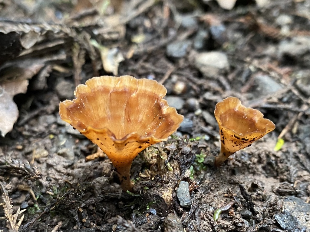 Wine Glass Fungus from Flat Bush, Auckland, New Zealand on March 24