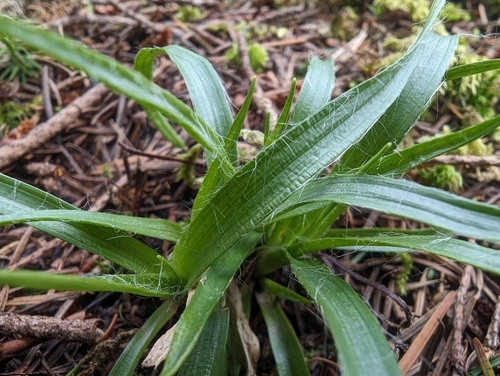 Image of Luzula comosa by no rights reserved