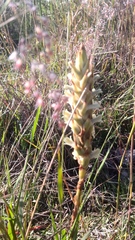 Dichromanthus michuacanus