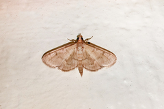 Herpetogramma theseusalis