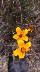 Bidens serrulata