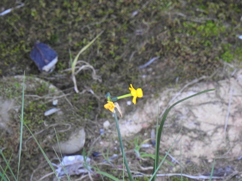 Narcissus willkommii, photograph 2