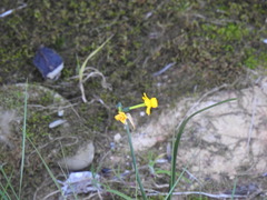 Narcissus willkommii, photograph (c) Duarte Frade, some rights reserved (CC BY)