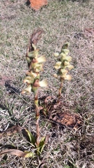 Dichromanthus michuacanus