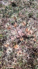 Eryngium heterophyllum