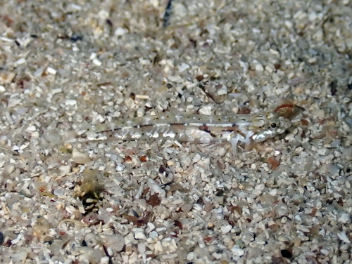 Bath's goby (Pomatoschistus bathi) — Gobiidae — 4