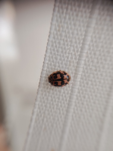 Photo of Poplar Ladybird Beetle