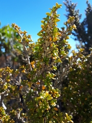 Coprosma pseudocuneata