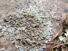 Physconia isidiomuscigena
