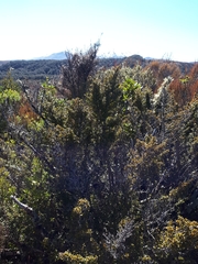 Coprosma pseudocuneata