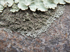 Physconia isidiomuscigena