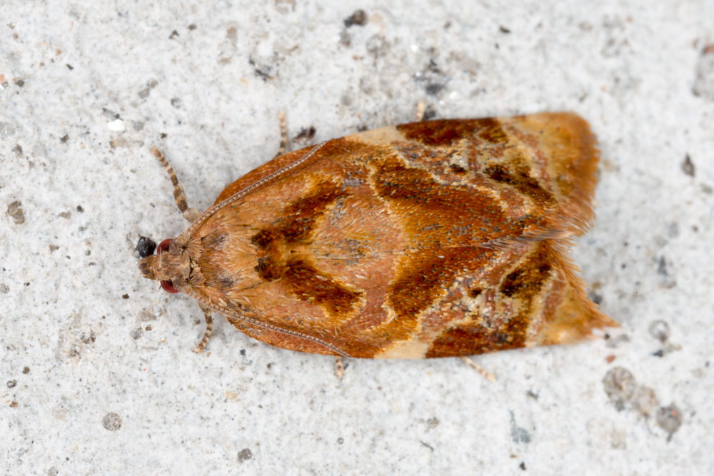 Red-barred Tortrix