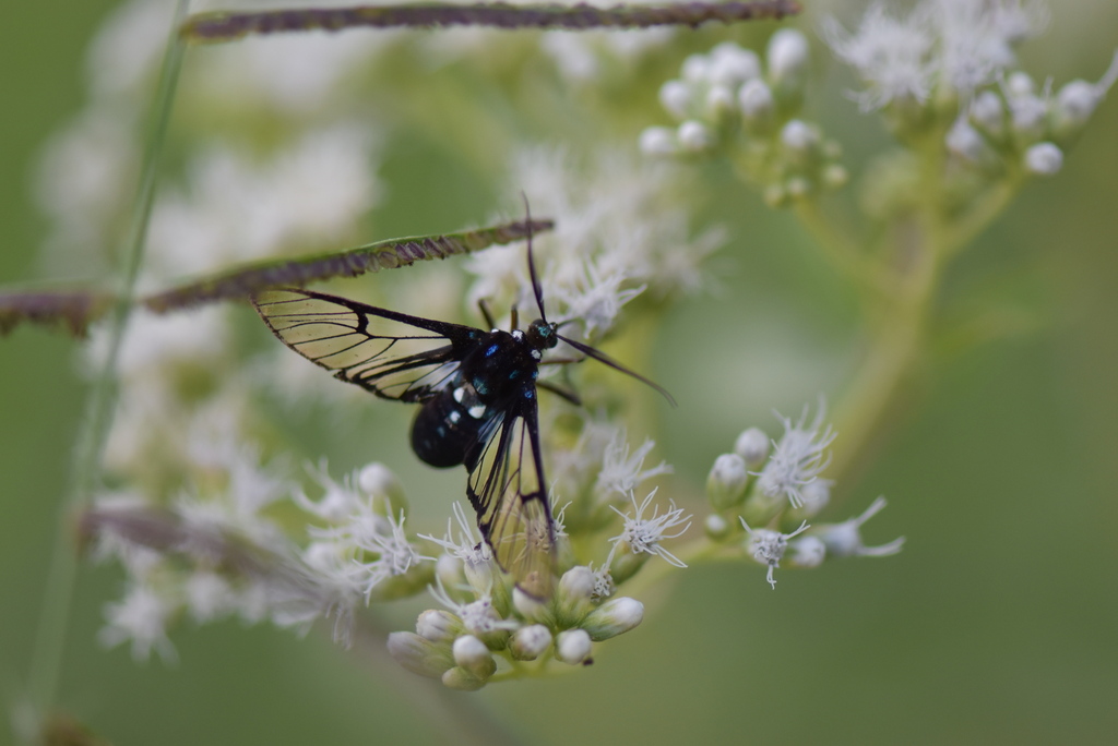 Homoeocera acuminata