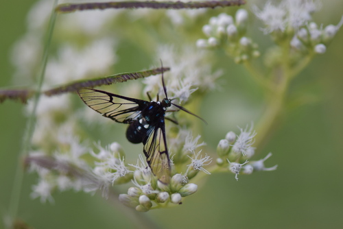 Homoeocera acuminata