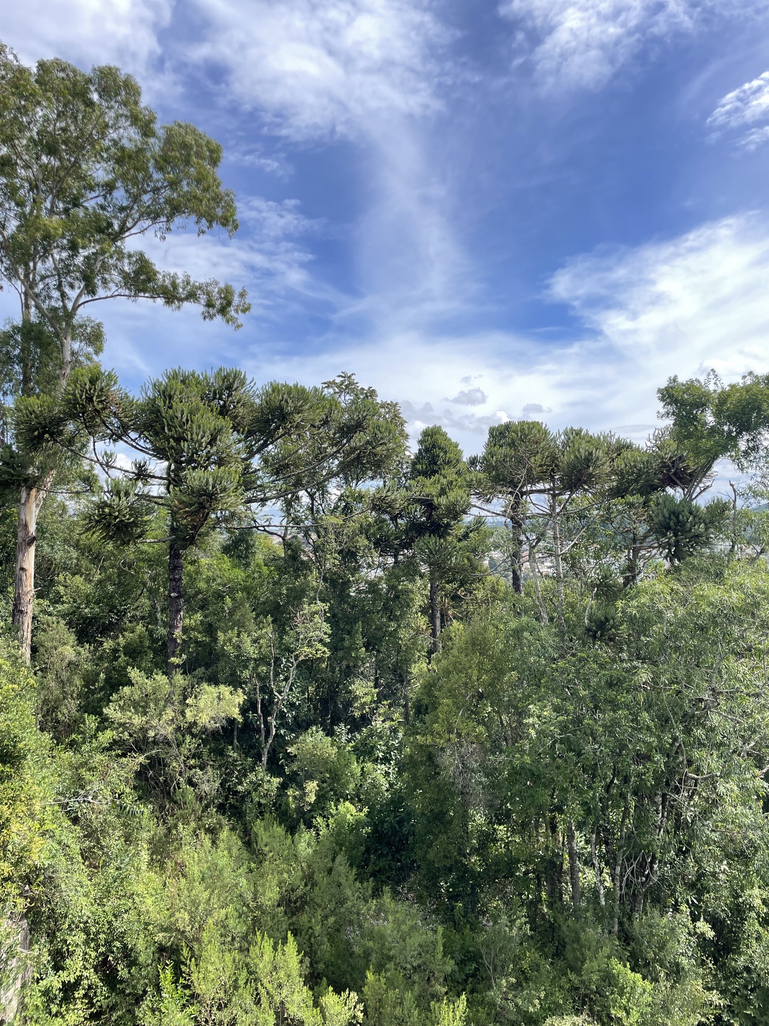 Araucaria angustifolia