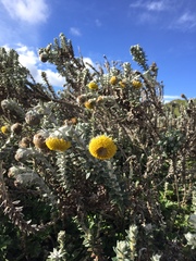 Lasiocephalus ovatus