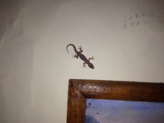 Phyllodactylus lanei