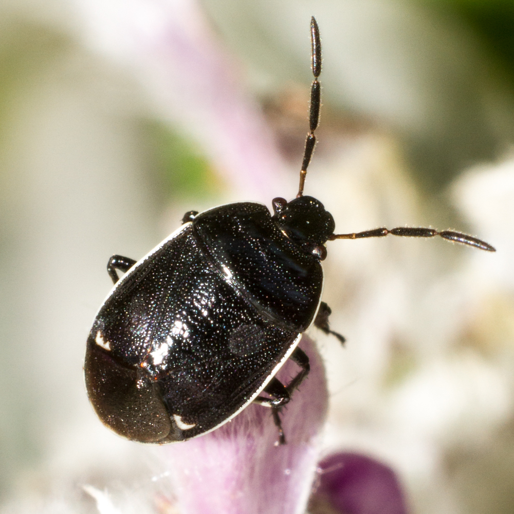 Sehirinae