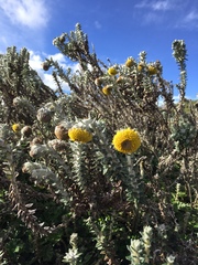 Lasiocephalus ovatus