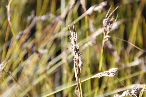 Image of Tetraria fimbriolata by (c) Tony Rebelo, some rights reserved (CC BY-SA)