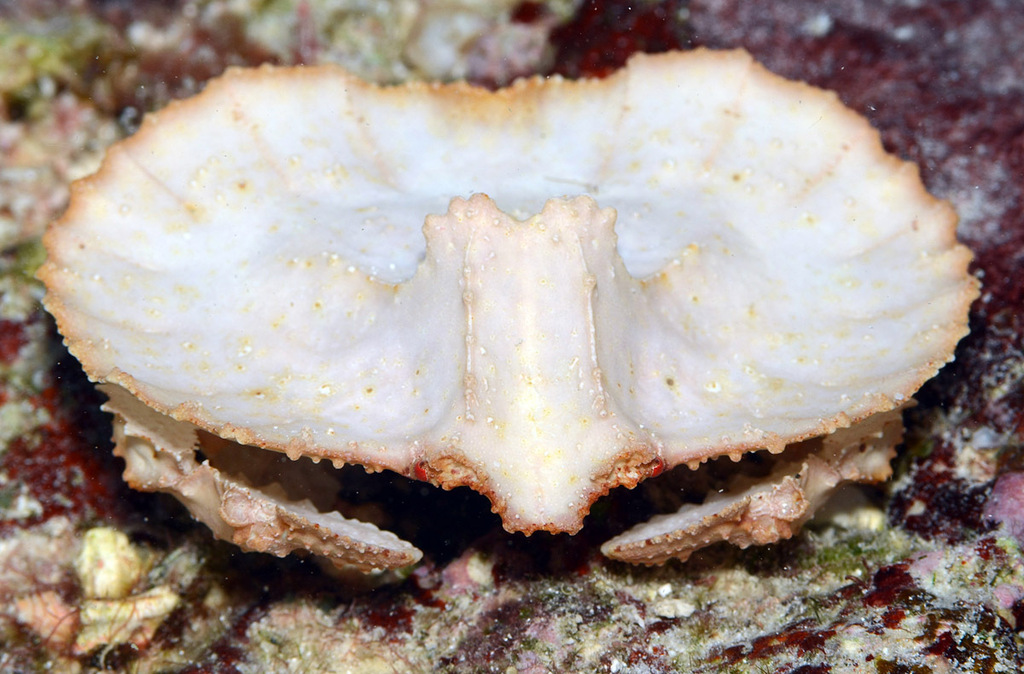 Aethra seychellensis