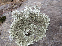 Xanthoparmelia lineola