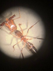 Odontomachus haematodus
