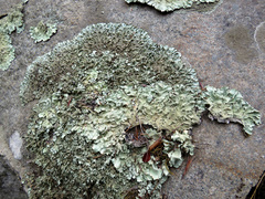 Xanthoparmelia lineola