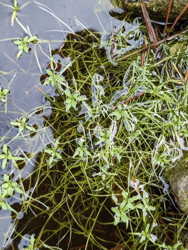 Image of Callitriche heterophylla by no rights reserved