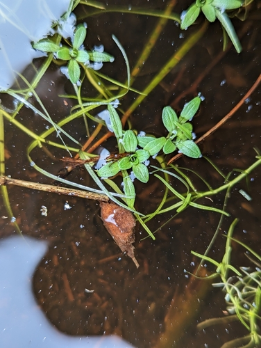 Image of Callitriche heterophylla by no rights reserved