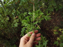 Dichanthelium scoparium