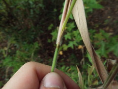 Dichanthelium scoparium