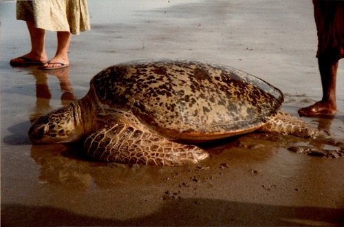 Green Sea Turtle