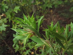 Dichanthelium scoparium