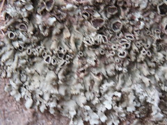 Xanthoparmelia lineola