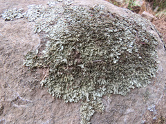 Xanthoparmelia lineola