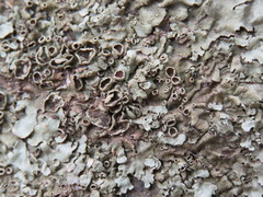 Xanthoparmelia lineola