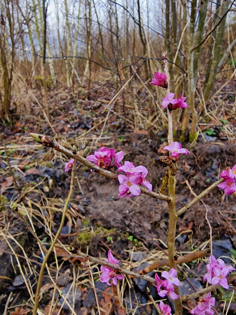 Daphne mezereum, 58222, Lietuva