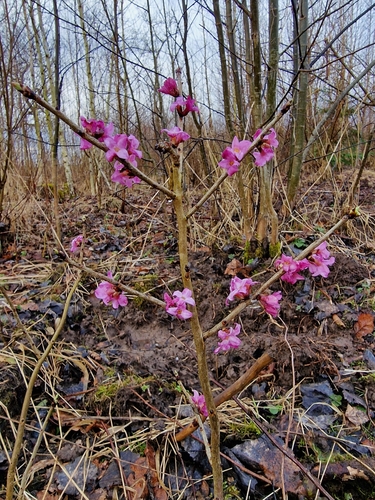 Daphne mezereum